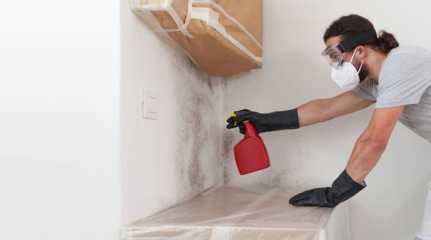 Basement Mold Remediation treatment on basement walls in Berryville